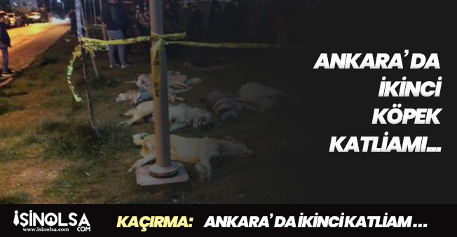 Ankara' da İkinci Köpek Katliamı! Vicdansızlığın Bu Kadarı