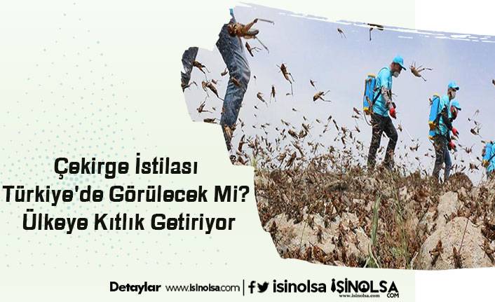 Çekirge İstilası Türkiye'de Görülecek Mi? Ülkeye Kıtlık Getiriyor