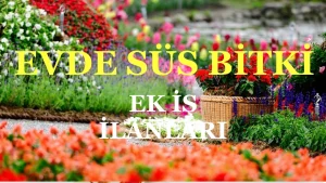 Evde Süs Bitki Yetiştirme İşi İle Para Kazanmak