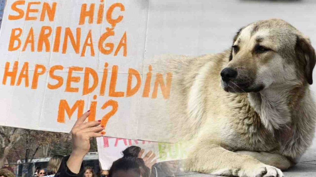 İstanbul Valiliği'nden Kritik Sokak Hayvanları Kararı: Toplama Başlıyor!