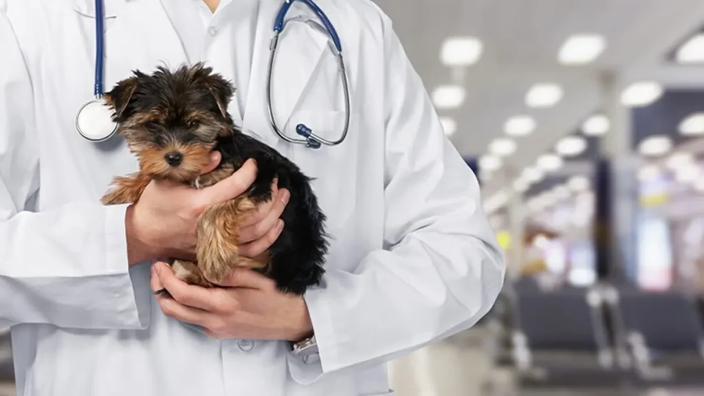 Belediye 60 KPSS il Lisans Mezunu Memur Alacak ( Ula Belediyesi ) 1 Belediye 60 KPSS il Lisans Mezunu Memur Alacak Ula Belediyesi