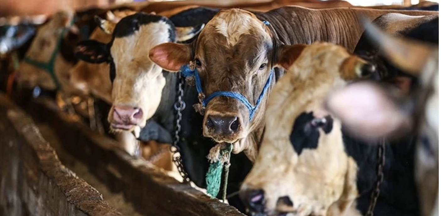 2026 Kurbanlık Fiyatları Belli Oldu! Küçükbaş ve Büyükbaş Ne Kadar?