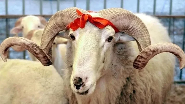 2026 Kurban Bayramı Ne Zaman? Tatil Kaç Gün Sürecek?