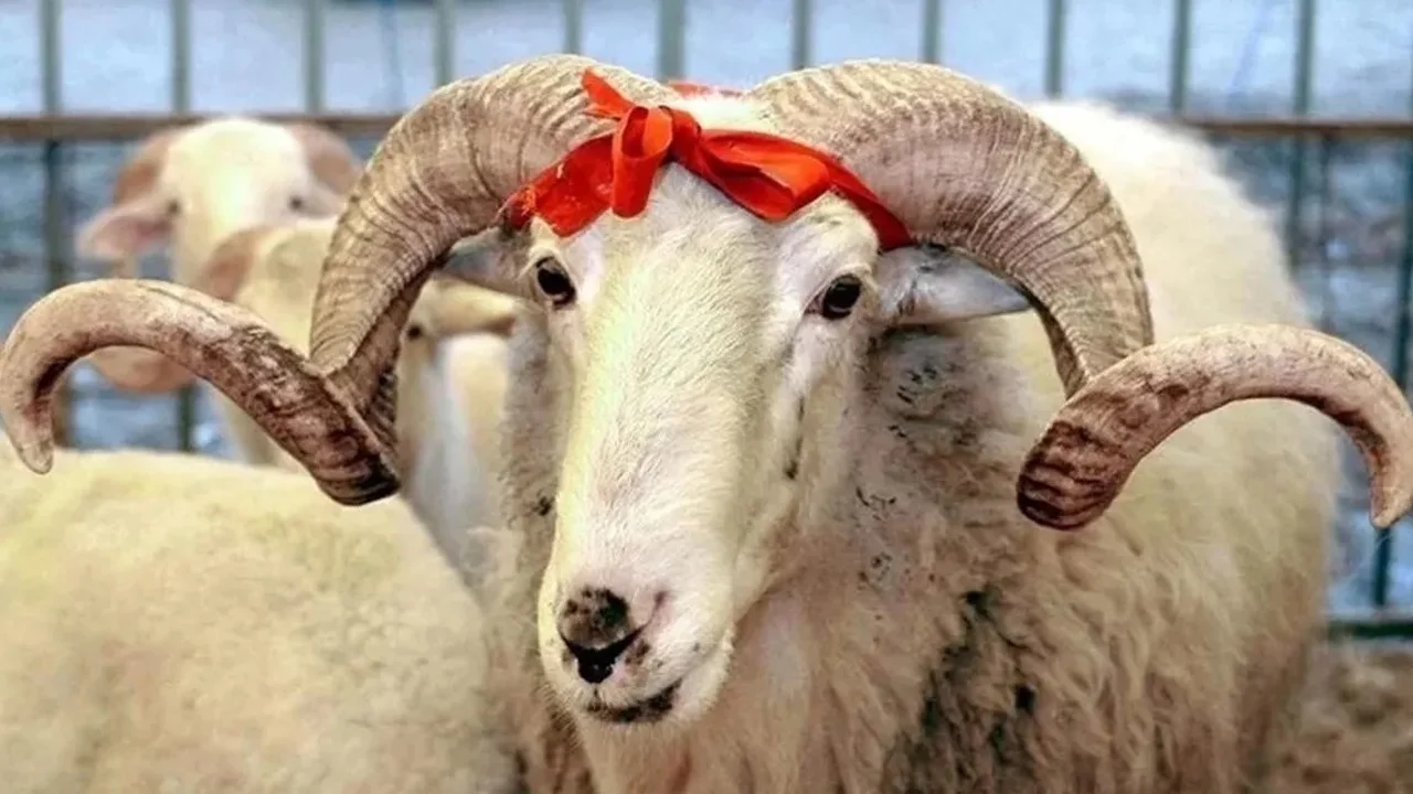 2026 Kurban Bayramı Ne Zaman? Tatil Kaç Gün Sürecek?