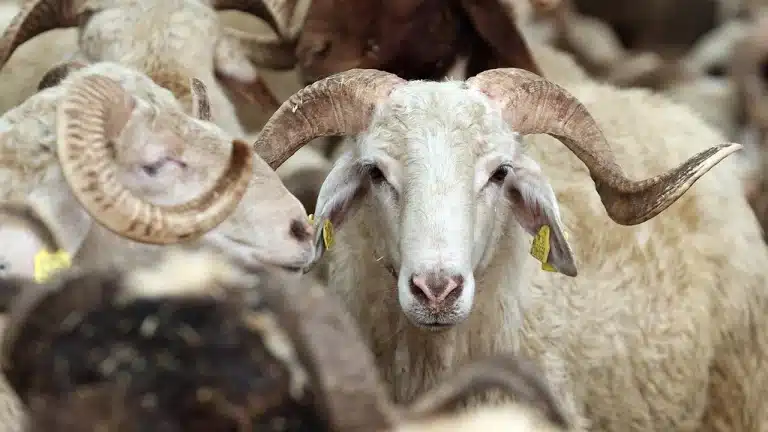 2026 Kurban Bedelleri Açıklandı