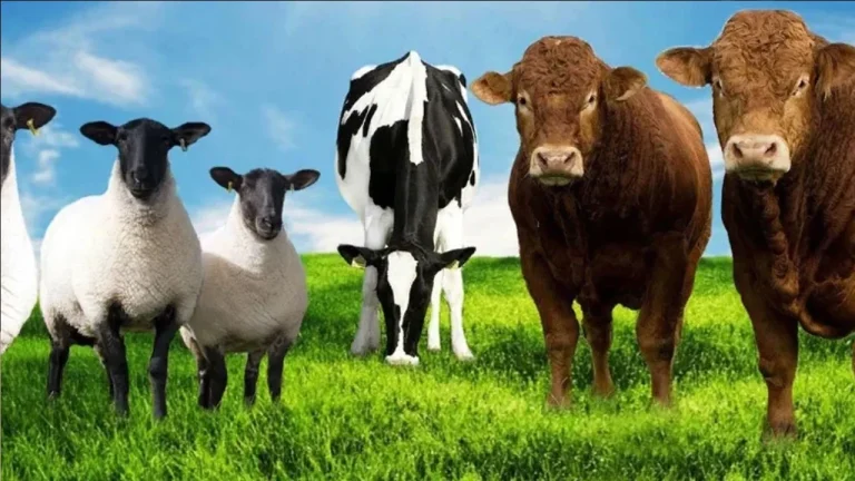 2026 Kurbanlık Fiyatları: Büyükbaş ve Küçükbaş Güncel Fiyat Listesi