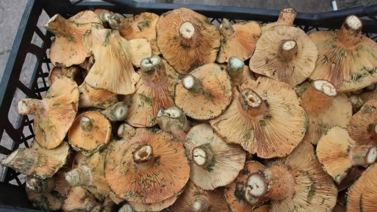 Doğada Yetişiyor, Kilosu 300 TL! İki Kişi 40–50 Kilo Topladı